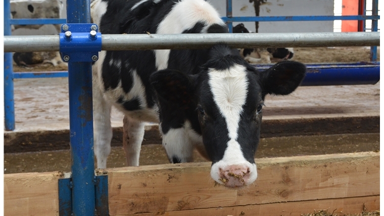 В конце июня личным подсобным хозяйствам будут возмещать часть затрат на содержание дойных коров